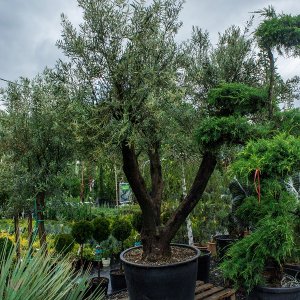 Olivovník európsky (Olea europaea) (-12°C) - výška 250-300cm, obvod kmeňa 80/90cm, kont. C300L – EXEMPLÁR